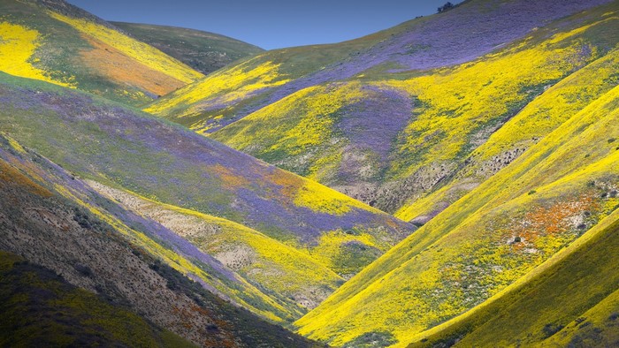 Hills covered in yellow and purple wildflowers under a blue sky in California