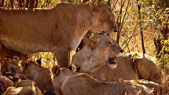 Lions resting in the African savanna