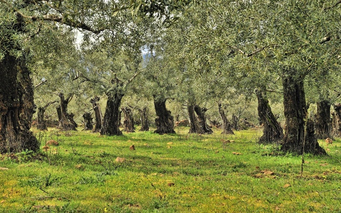 Ancient olive grove with gnarled trees and green grass