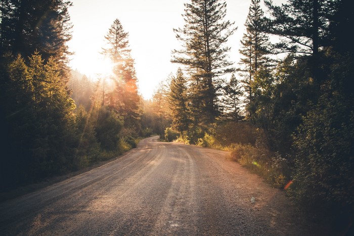 Road through a forest with sun rays