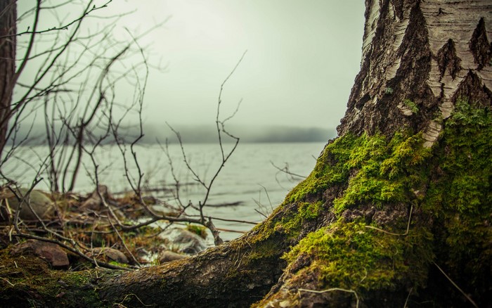 Mossy tree trunk by a misty lake
