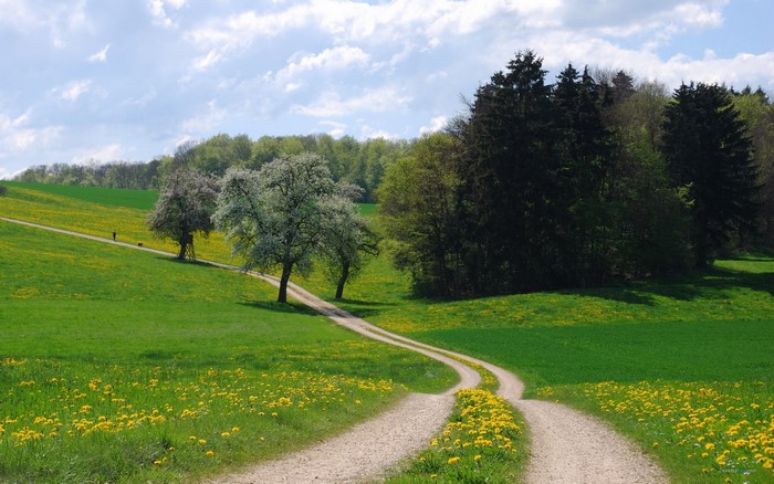 Dirt path through a green meadow with yellow flowers and trees