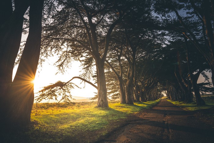Road lined with trees at sunset