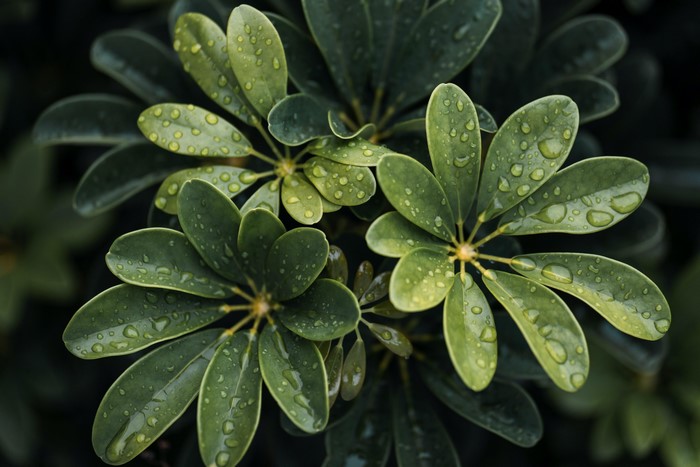 Green leaves with water drops