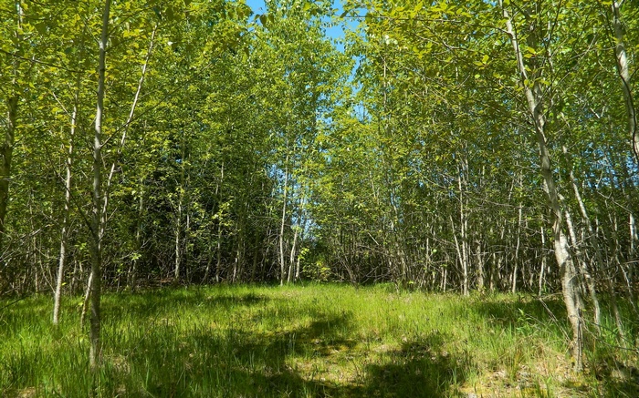 A sunlit forest path with green trees and grass