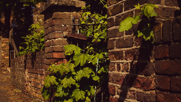 4K leaves on brick wall outdoors