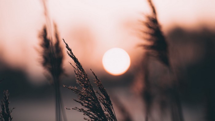 Sunset behind reeds