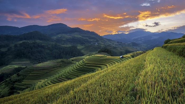 Terraced rice fields in Vietnam at dawn