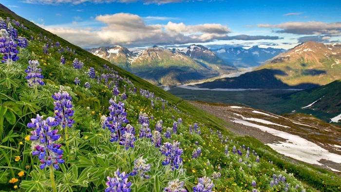 Purple lupine flowers on a mountainside in Alaska