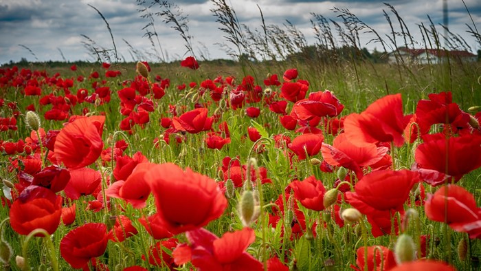 Field of red poppies under a cloudy sky