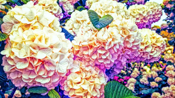 Colorful Hydrangeas with Purple and Pink Hues
