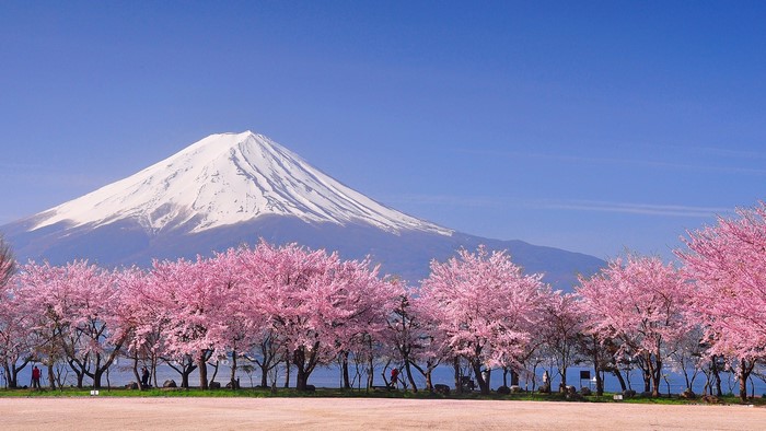 Mount Fuji with Cherry Blossoms in Bloom