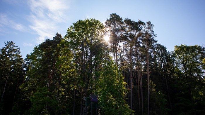 Sun shining through a forest in Germany