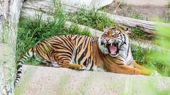 Tiger yawning on a rock ledge