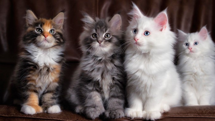 Four Maine Coon Kittens Sitting on a Leather Couch