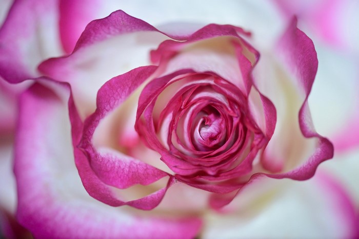 Close-up of a bi-colored rose with pink edges
