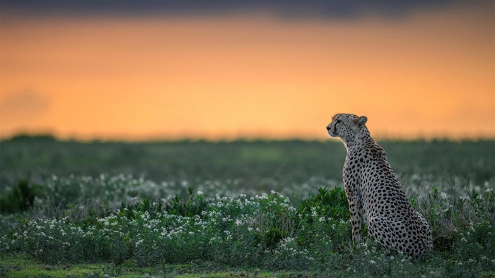Cheetah sitting in a field at sunset