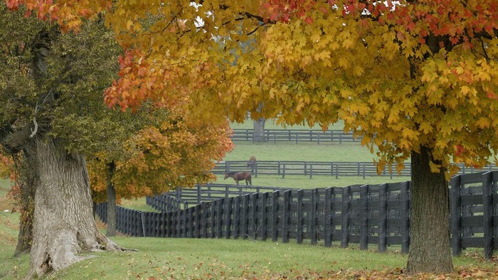 Horse farm in fall with colorful trees and fence