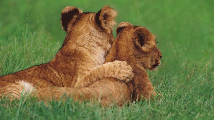 Two lion cubs cuddling in green grass