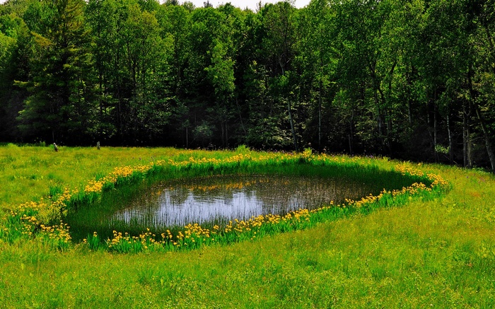 Pond surrounded by yellow flowers and green trees
