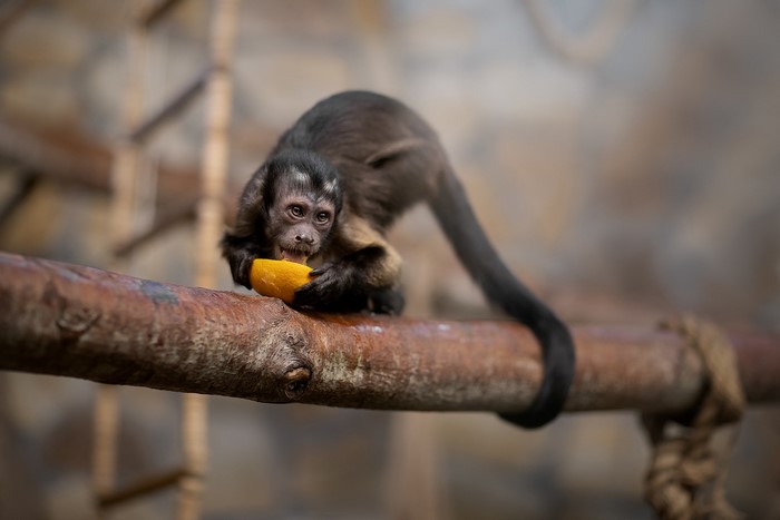 A monkey eats a piece of fruit on a branch