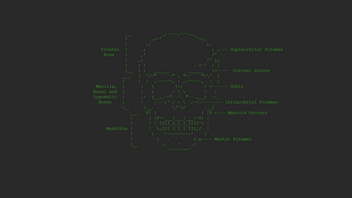 ASCII art skull with anatomical labels