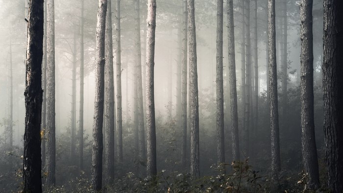 Misty forest with tall pine trees and undergrowth