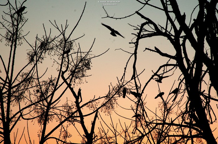 Birds silhouetted against sunset sky