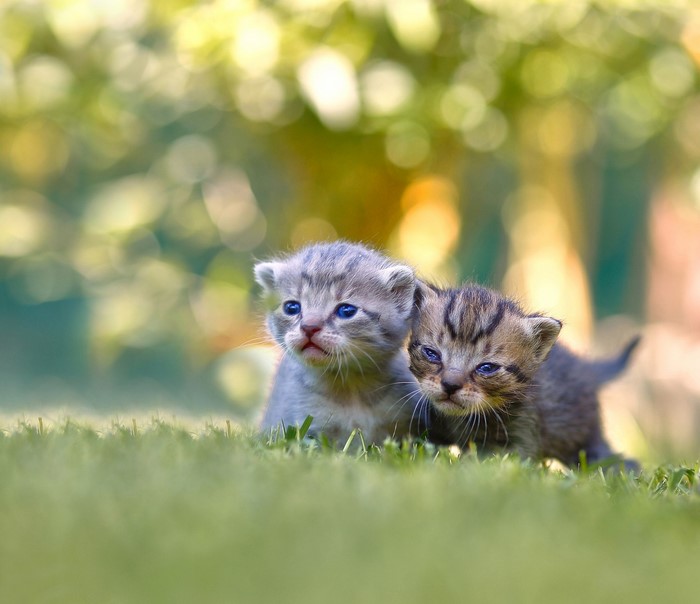 Two kittens sitting in green grass outdoors