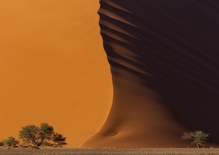 Namib Desert dunes with trees