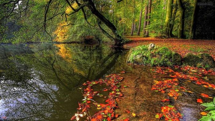 Autumn forest with a lake and fallen leaves
