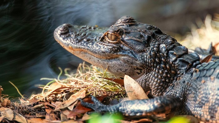 Close-up of an alligator on the ground