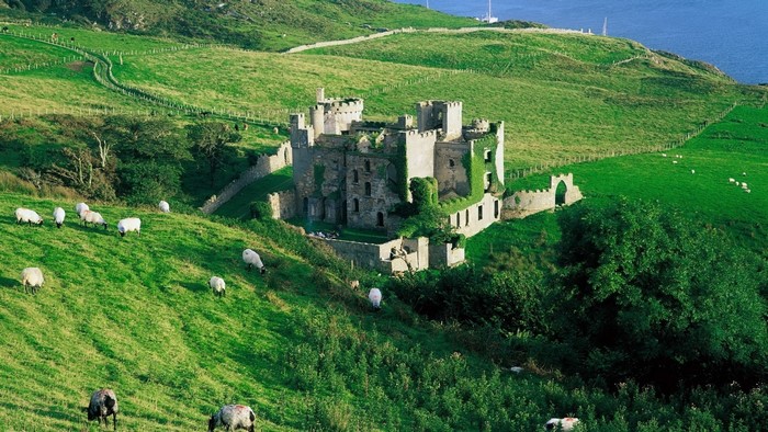 Castle ruins on a green hillside with sheep