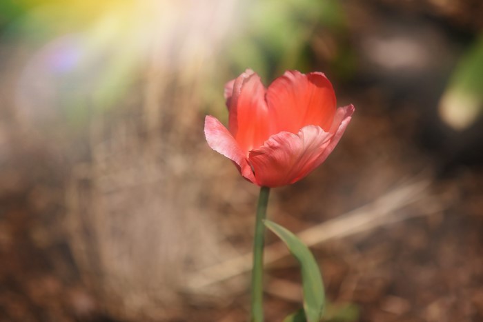 Red tulip with sunlight flare