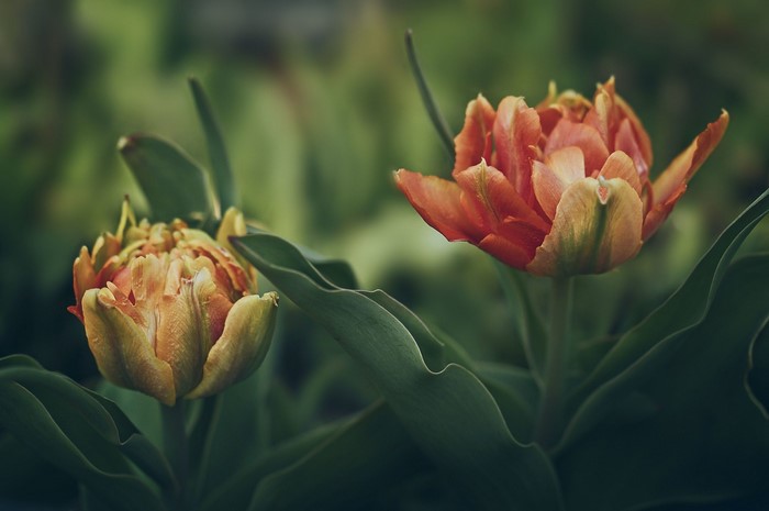 Two orange and yellow tulips with green leaves