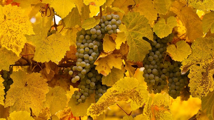 Yellow grape leaves and white grapes