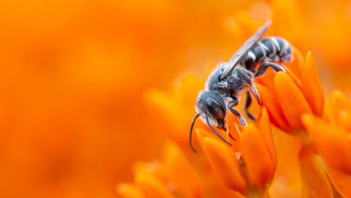 Macro shot of a bee on an orange flower