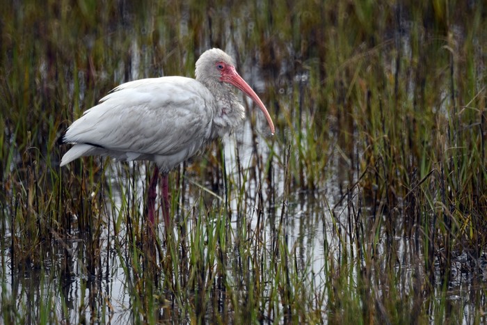 White Ibis wading in marsh grass