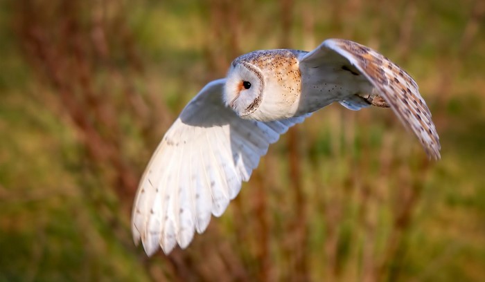 Barn owl in flight over grassy field