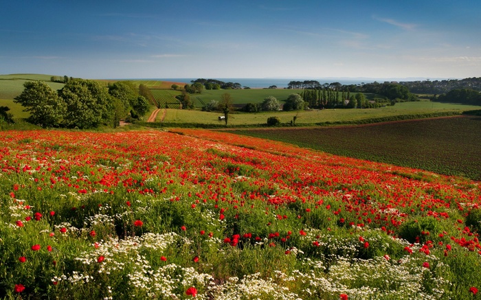Field of poppies and daisies with rolling hills and ocean