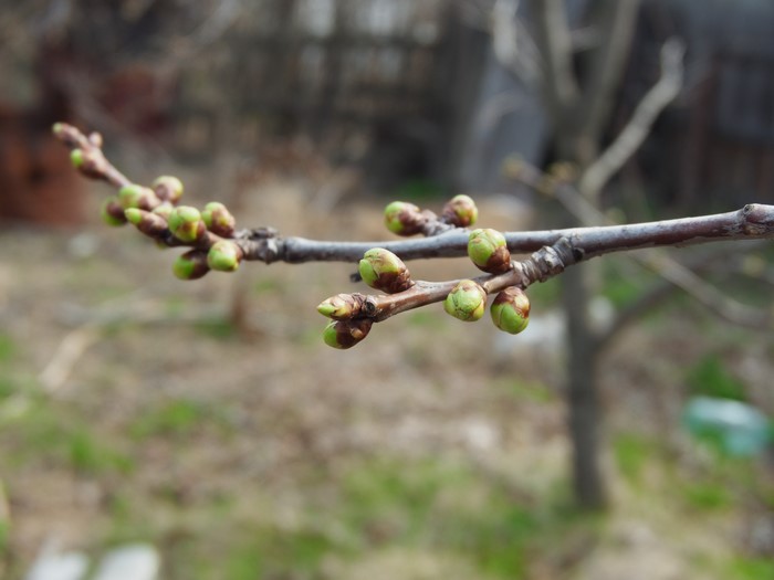 Tree branch with green buds