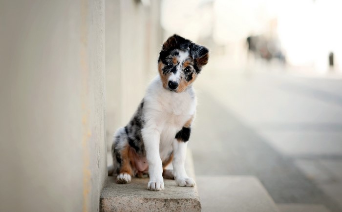 Blue merle Australian Shepherd puppy sitting