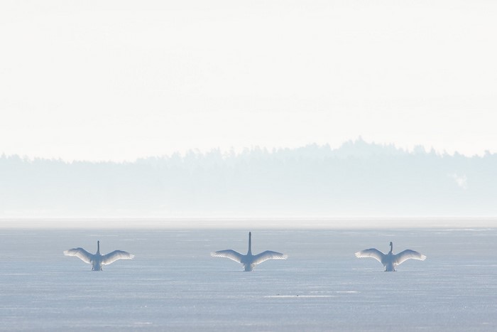 Three swans with wings spread on a frozen lake