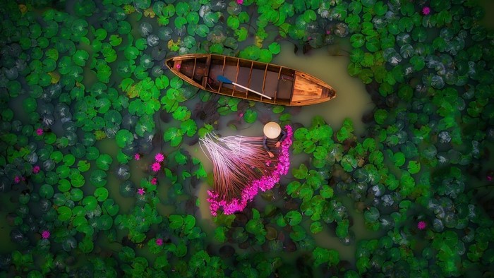 Woman in boat harvesting water lilies in Vietnam