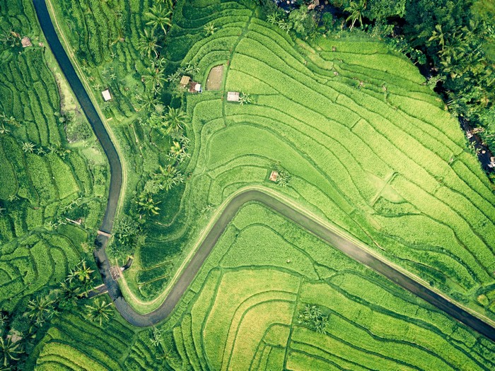 Aerial view of green rice terraces with a river