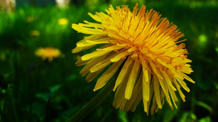 Close-up of a yellow dandelion flower in a green field