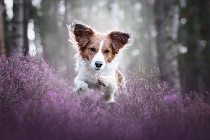 A dog running through purple flowers in a forest
