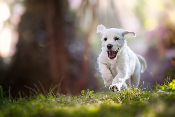 White puppy running in grass outdoors