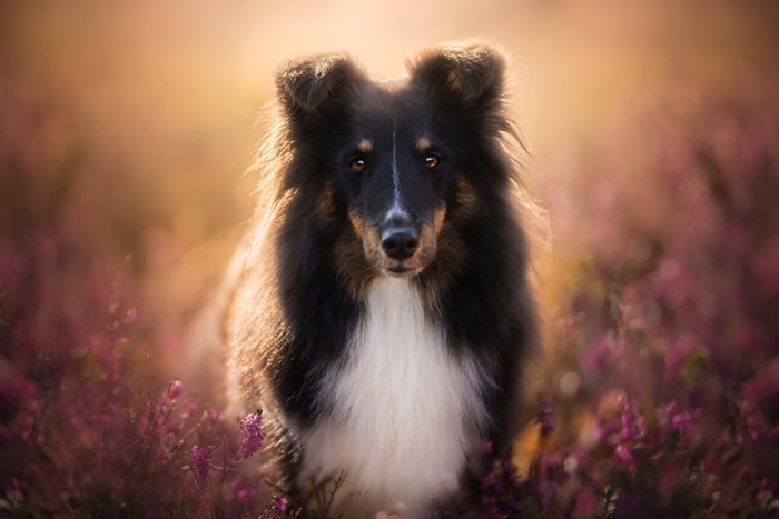 Shetland Sheepdog in a field of heather
