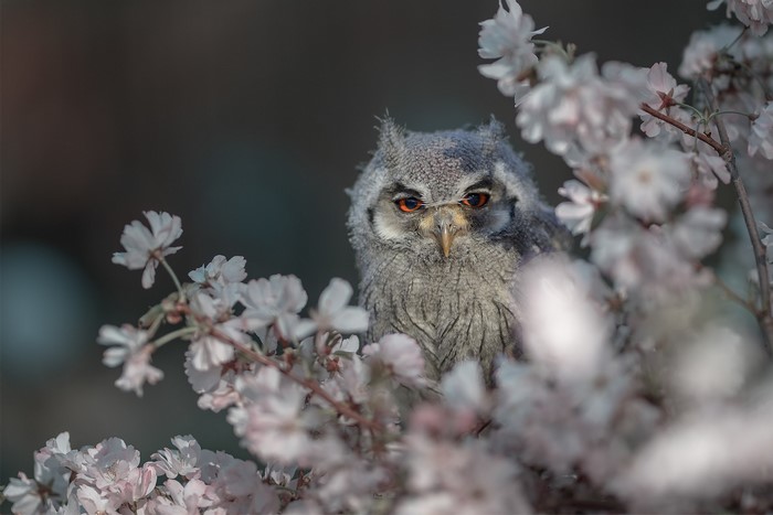 Young owl perched among cherry blossoms